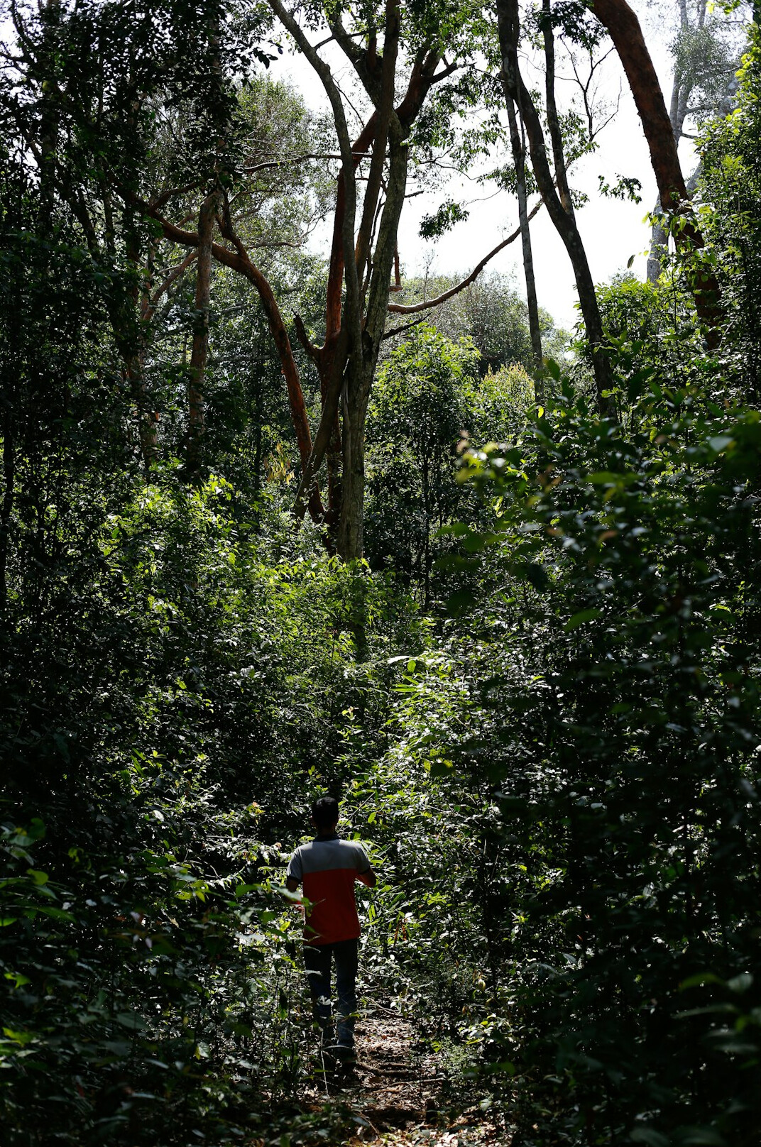 police searching forest